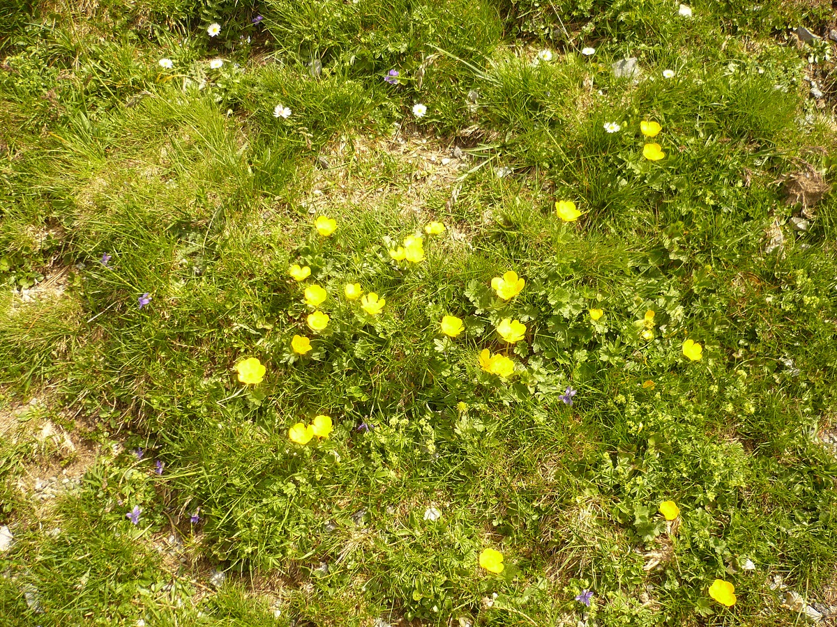 Ranunculus gouanii (Ranunculaceae)